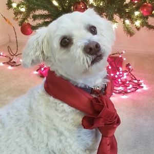 Meet your Posher, Phillip